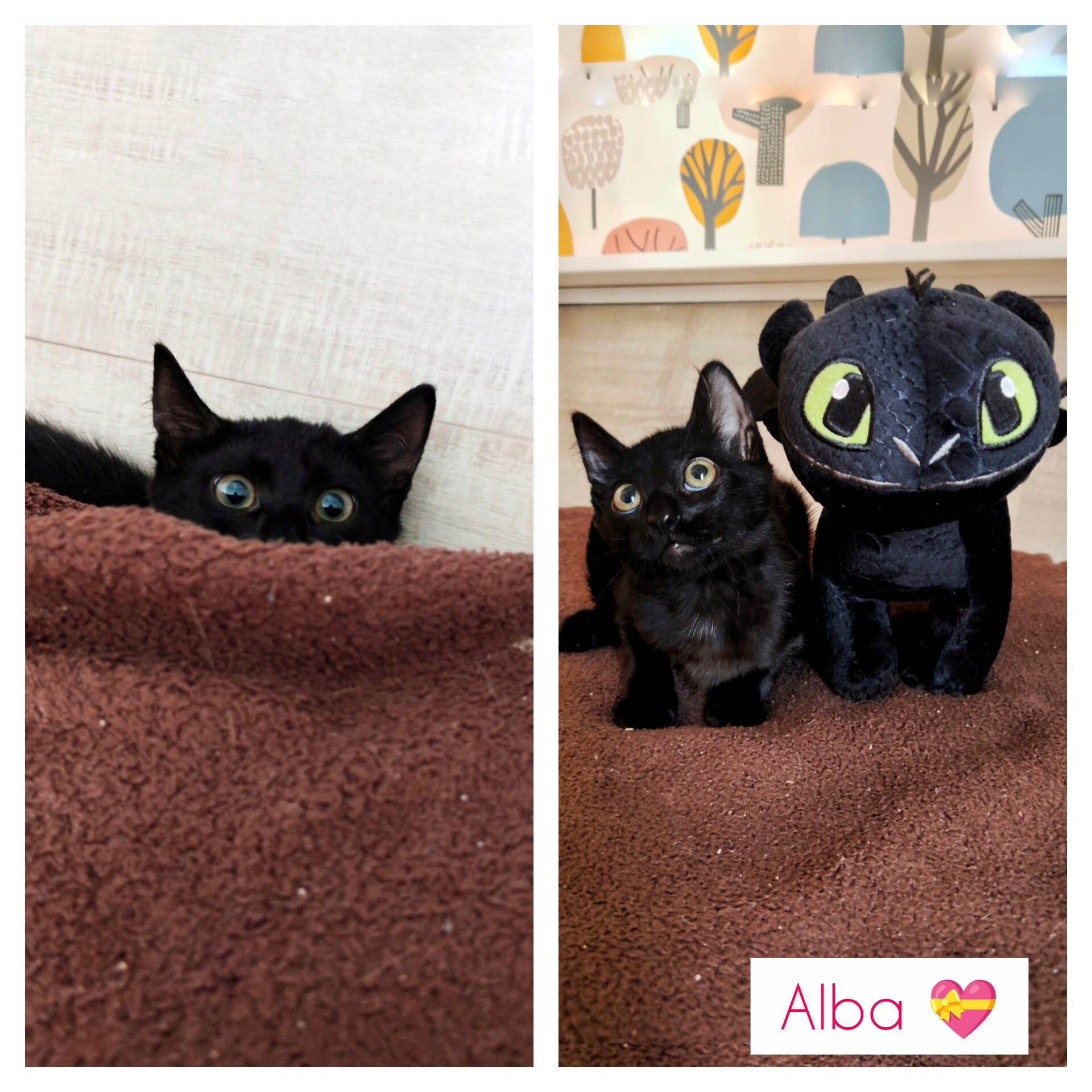 Alba - Available for adoption