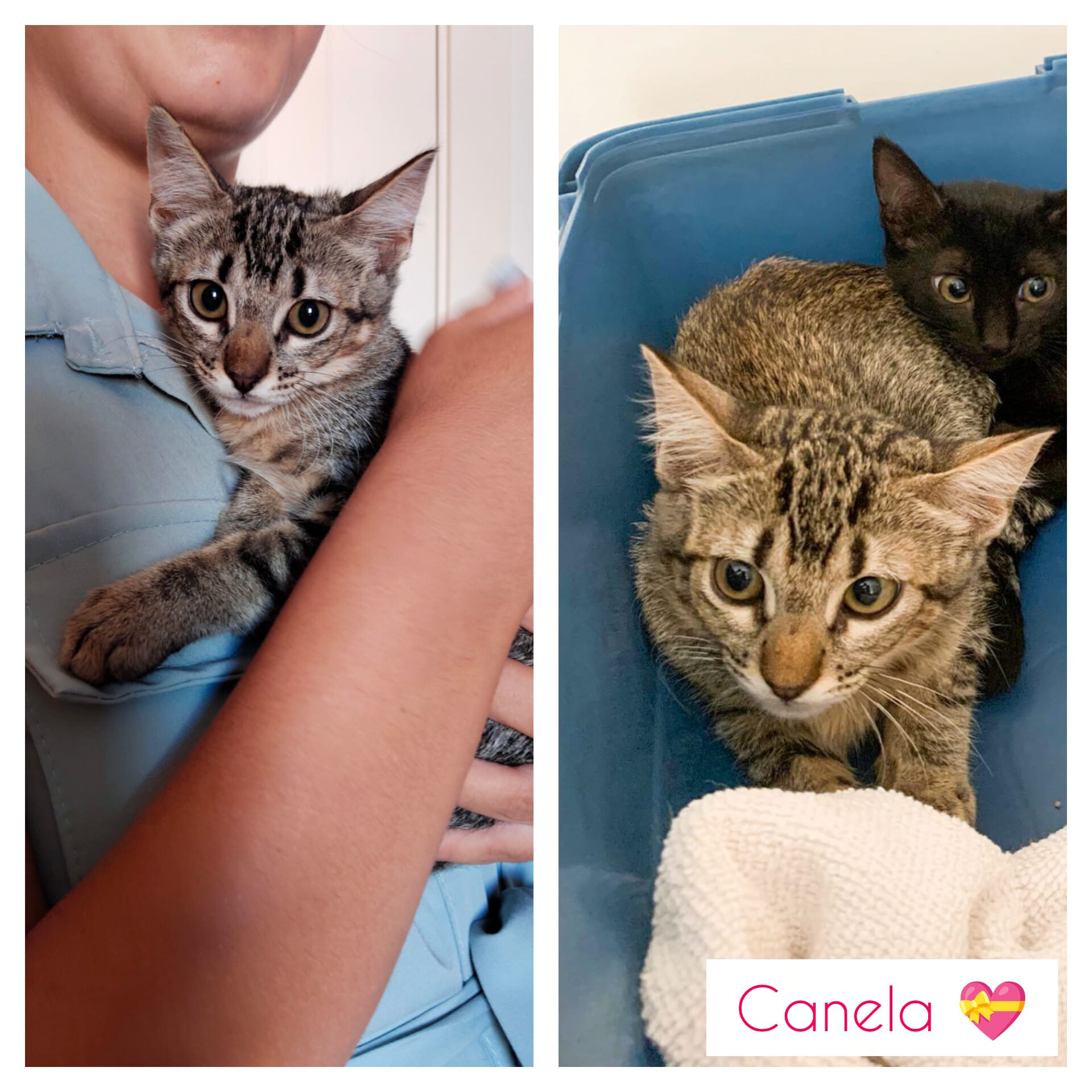 Canela - Available for adoption