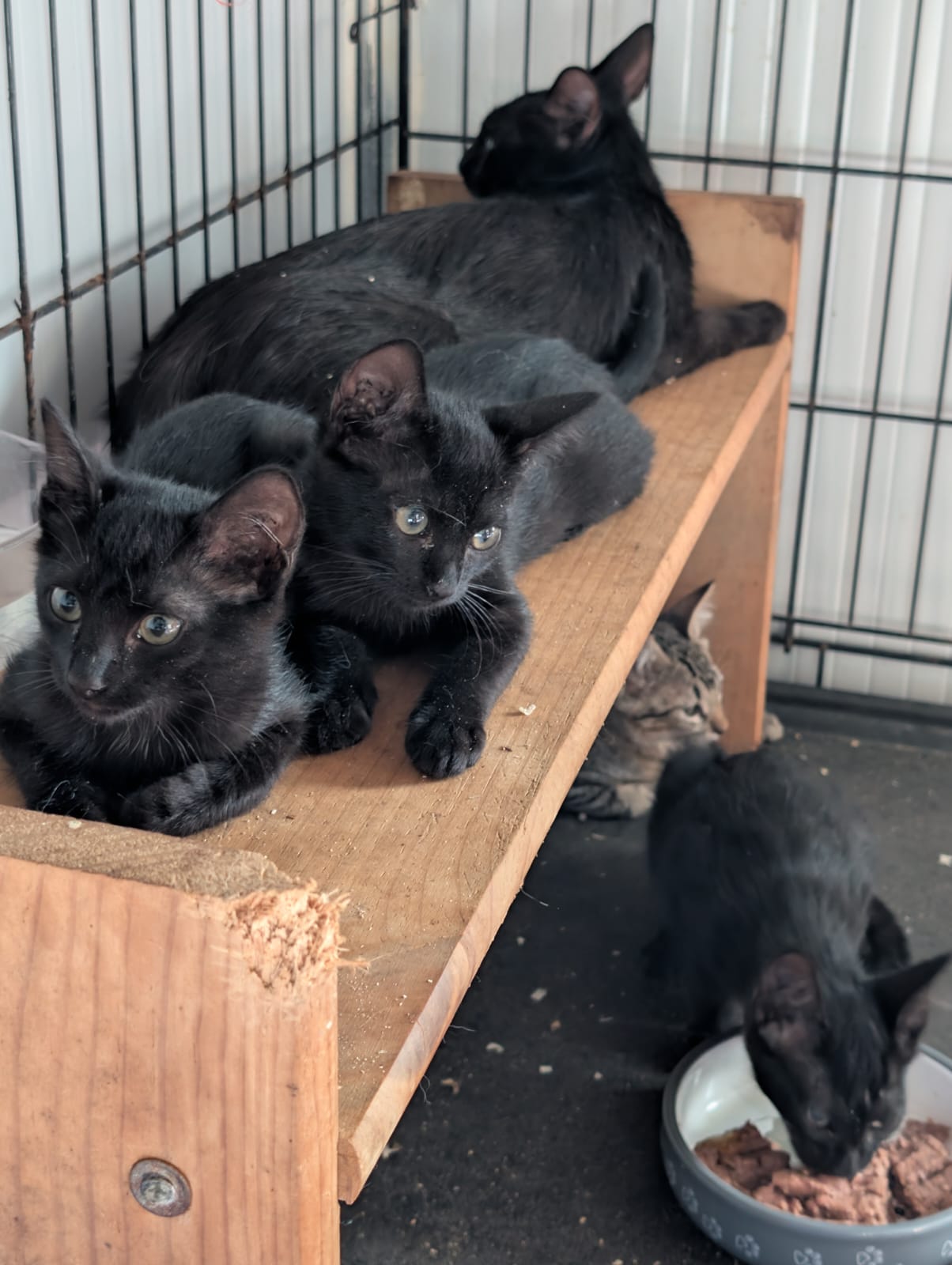 Mamá - Available for adoption