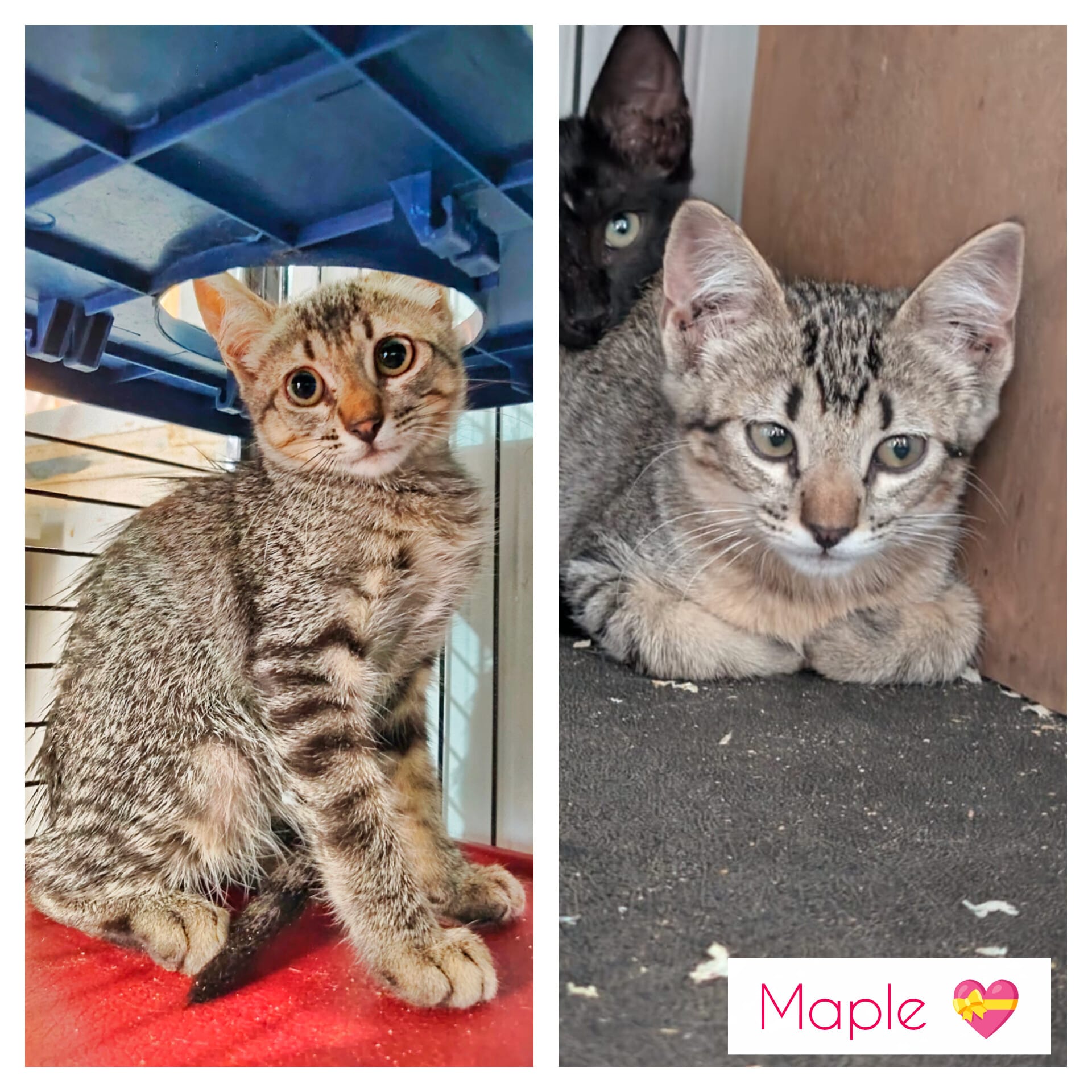 Maple - Available for adoption