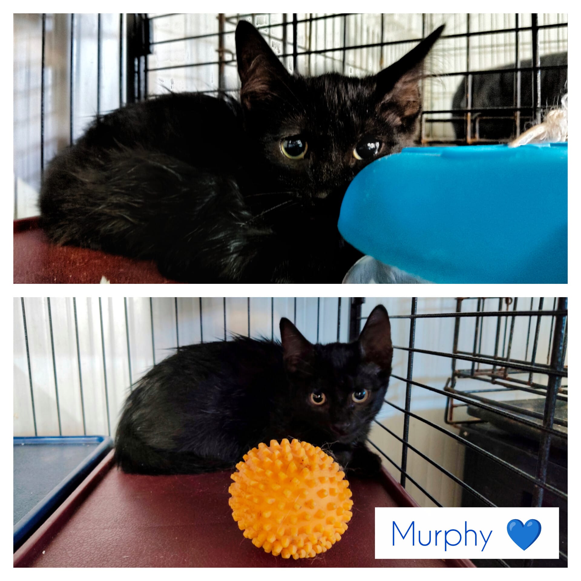 Murphy - Available for adoption